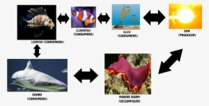 Clownfish Food Chain - Food Chain Of A Clown Fish