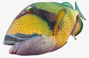 Aquarium - Rock Beauty