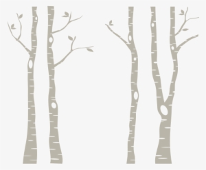 Birch Tree Png Free Hd Birch Tree Transparent Image Pngkit