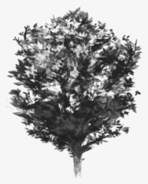 Tree Vector Black And White, Tree Vector Clipart, Tree - Portable Network Graphics