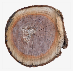 Wood End 28 - Tree Stump