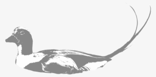 Old-squaw - New York City