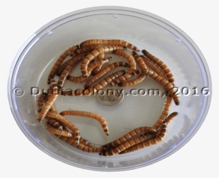 Super-worms - Superworm