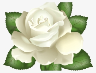 White Rose Clipart Real - White Rose Transparent Background