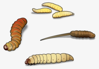 Four Best Worms For Ice Fishing And - Wax Worm Clip Art