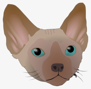 Big,cat,devon Rex,ear,free Vector Graphics,free Pictures, - Kucing Sphynx Vector