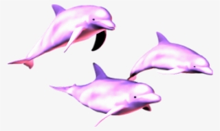 Mq Pink Dolphin Dolphins Animal - Dolphin Vaporwave