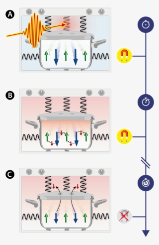 A Ferrimagnet Consists Of Two Spin Sorts Of Opposite - Happens When Magnets Are Heated