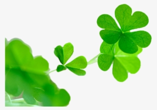 Avatar Flowers Png Vector Transparent Stock - Clover