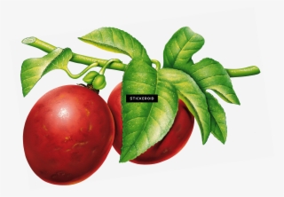 Plum - Camu Camu Dibujo Png