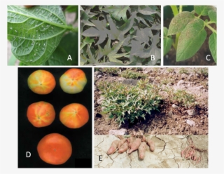 Symptoms Of Sweetpotato White Fly, Bemisia Tabaci