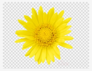Tickseed Clipart Stock Photography Getty Images Flower - Transparent Png Emoji Smiley