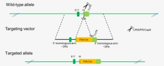 B Camk2a Cre Rats - Portable Network Graphics