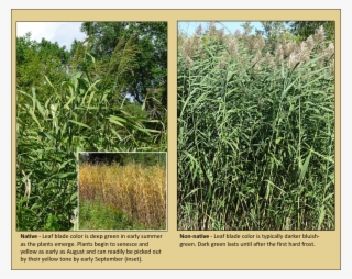 Leaf Blade Color - Common Reed