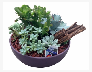 Succulent Gulley Greenhouse Garden Center - Flowerpot