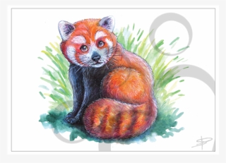 Red Panda Quickie - Red Fox