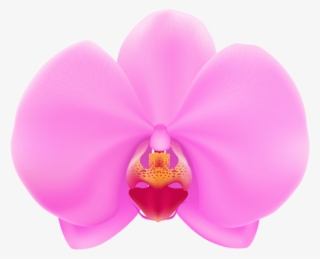 Free Png Pink Orchid Png Png Images Transparent - Pink Orchid Flower Clipart