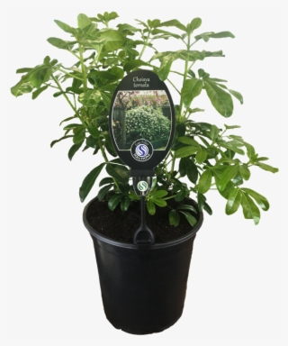 5l Mexican Orange Blossom - Houseplant