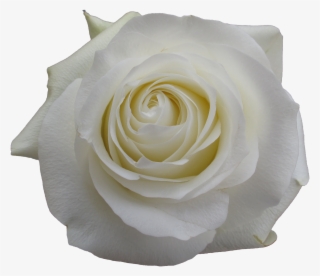 Rose Proud - Garden Roses