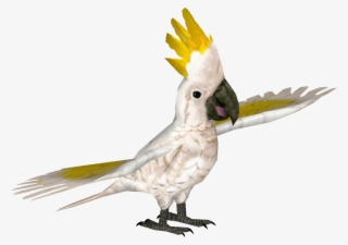 Greater Sulphur-crested Cockatoo - Yellow-crested Cockatoo