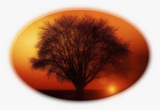 Big Trees - Living With Passion: An Inspirational Guide For Life