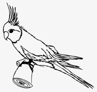 Image Black And White Parakeet Png Transparent - Cockatoo