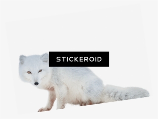 Arctic Fox Animals - Arctic Fox