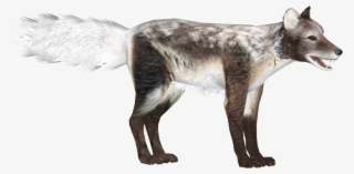 Arctic Fox Molting - Squitten
