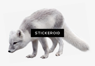 Arctic Fox