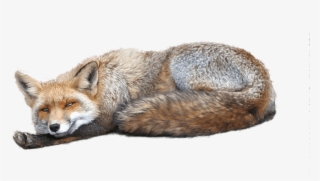 Free Png Fox Png Images Transparent - عکس های فانتزی زیبا