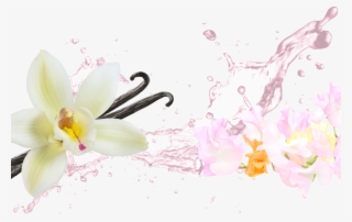 Fresh - Lily
