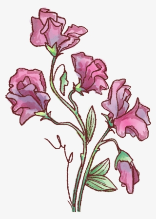 Delicate Sweet Pea - Rosa Glauca