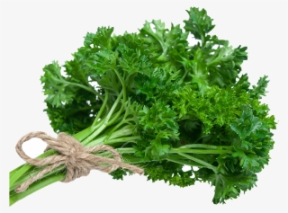 Parsley - Dhone Pata In English