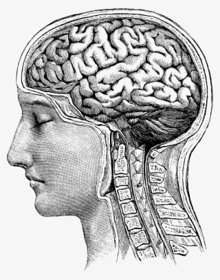 Vector Adfero Eight Drawings Art - Anatomical Brain Drawing