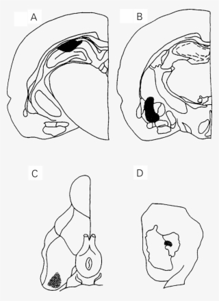Schematic Drawing Of Rat Brain Stions At Planes A - Dorsal Hippocampus