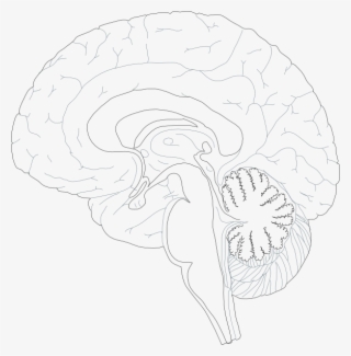 Brain Diagram Unlabeled