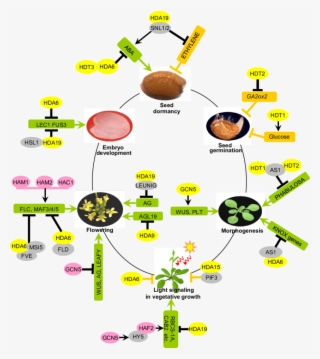 The Model Of Hats And Hdacs Being Involved In The Arabidopsis - Seed Physiology