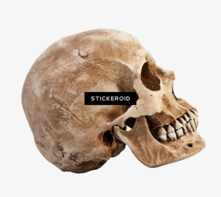 Skull People - Png Skeleton Head