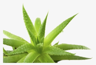 Aloe Transparent Background - Transparent Aloe Vera