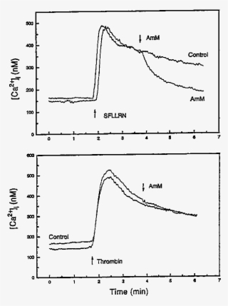 Effect Of Protease, Amm, On The Sustained Increase - Diagram