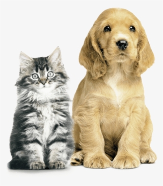 Happy Pets, Happy You - Dogs And Cats Vertical