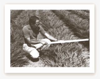 Its Long Green Needles Hold Their Winter Color A Little - Fairview Evergreen Nurseries