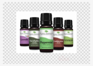 Cinnamon Cassia Organic Essential Oil