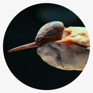 Bird Seashell Icon - Nih