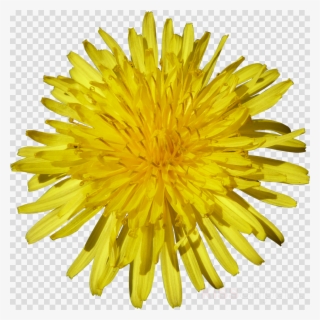 Download Suraj Mukhi Clipart Common Sunflower Seed - Dandelion Flower Png