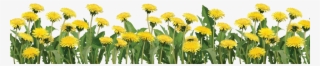 Footer Image Slide - Real Plant Flower Png