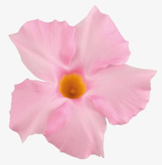 Sundaville Beauty Light Pink - Light Pink Flower Png