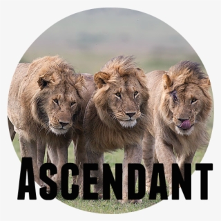 Three Male Lions Walking Closely Together Masai Mara - Lion