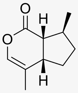 Chemical Structure Of The Cat Attractant Nepetalactone - Nepetalactone Chemical Structure