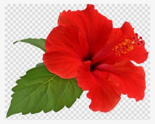 Hibiscus Flower Png Clipart Shoeblackplant Flower Hibiscus - Hibiscus Flower Png